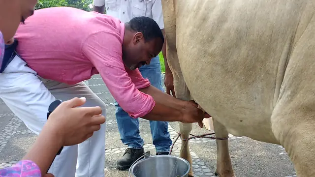 Video still: a traveller milking a cow on a farm visit